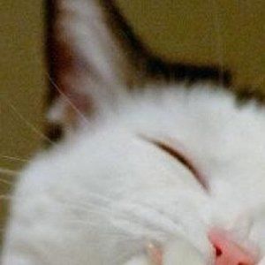 Meet your Posher, Qi